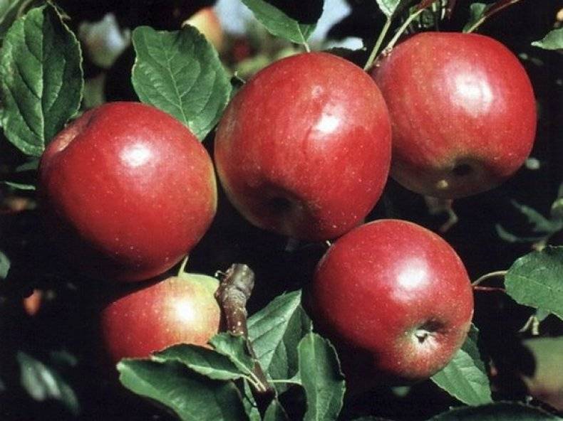Яблоня «айдаред»: описание и характеристики сорта