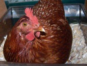 Выращивание кур несушек в домашних условиях с  максимальной яйценоскостью
