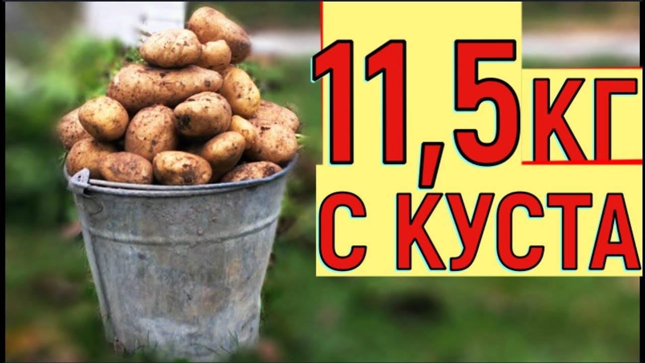 Как правильно и сколько раз окучивать картошку, чтобы получить хороший урожай