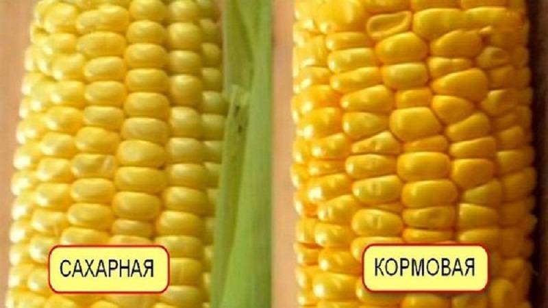 Что представляет собой кормовая кукуруза, как отличить её от пищевой и куда применять