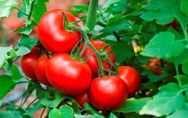 О томате эффект: описание сорта, характеристики помидоров, посев