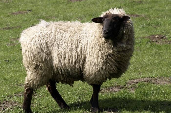 Описание и характеристика овец горьковской породы, правила их содержания