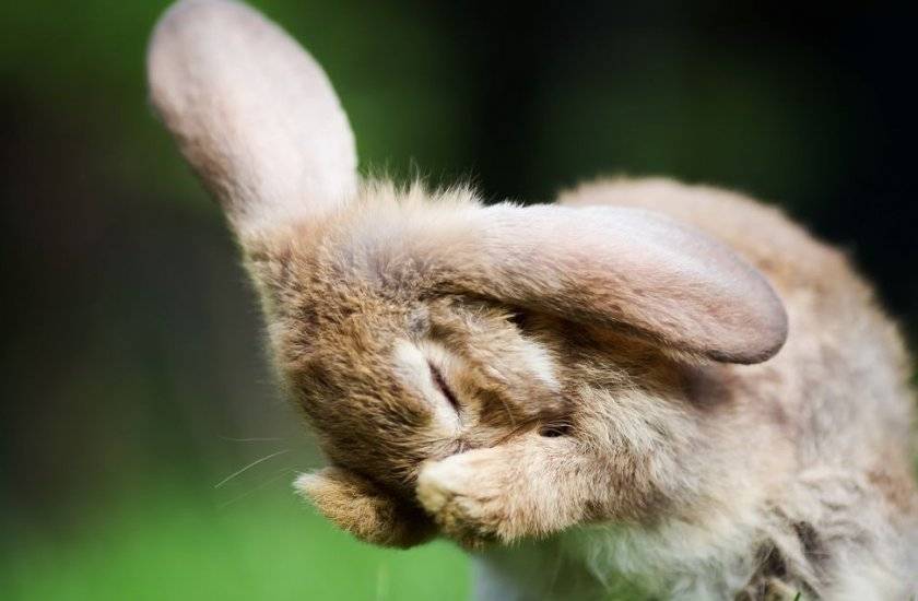 Кролик чихает