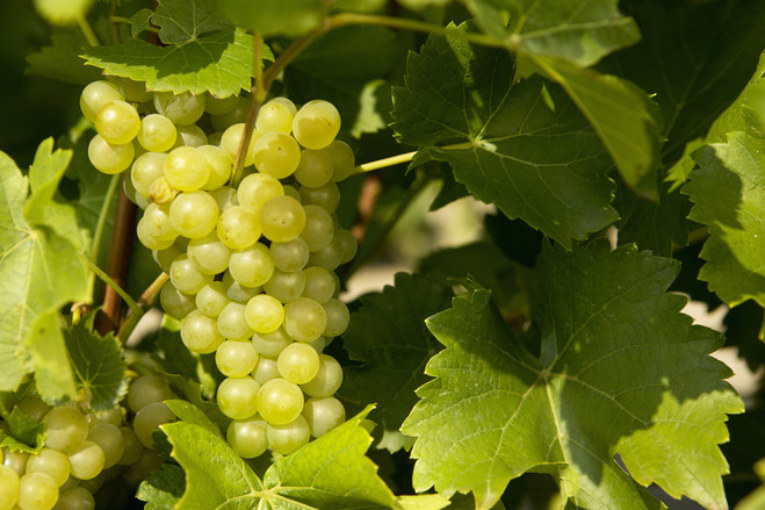 Описание сорта винограда супер экстра, особенности выращивания и ухода