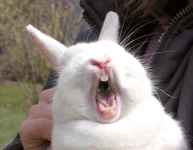 5 причин, почему кролик чихает, и как ему помочь