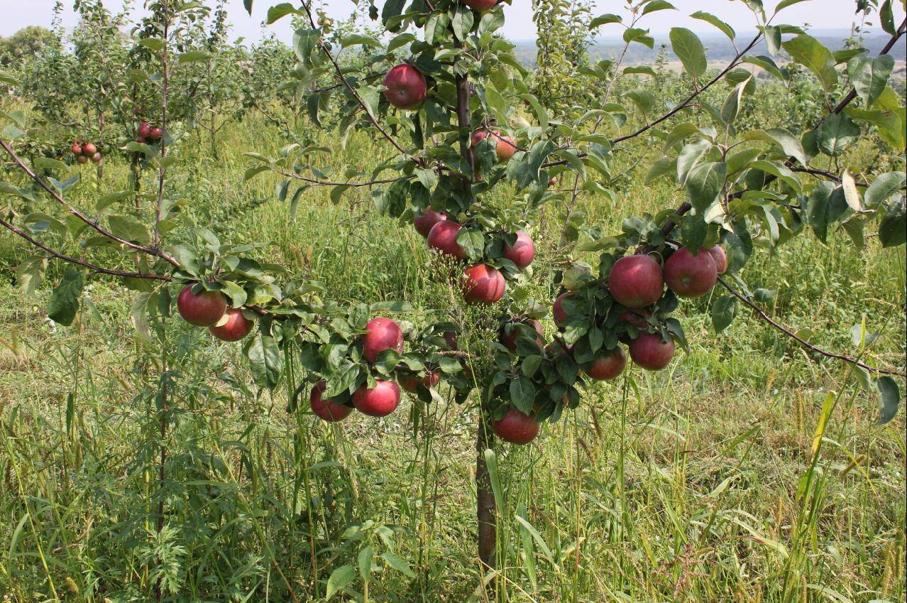Яблоня мантет: особенности сорта и ухода