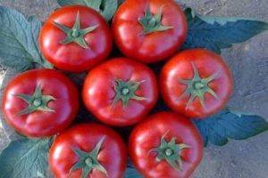 Вкусные, нежные плоды порадуют садовода, выращивающего раннеспелый гибрид томата «красные щечки»