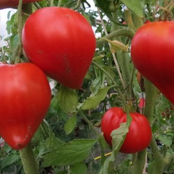 Сорт томата «эфемер»: фото, отзывы, описание, характеристика, урожайность