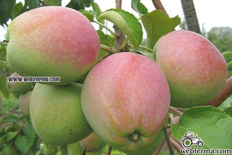 Обилие урожая и прекрасный вкус демонстрирует яблоня избранница