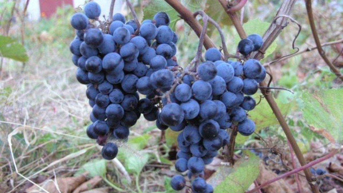 Кардинал — вкусный сорт винограда калифорнийской селекции
