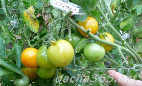 Характеристика, описание и особенности выращивания томата хурма