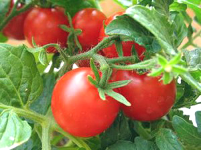 Описание сорта томата ноктюрн, рекомендации по выращиванию