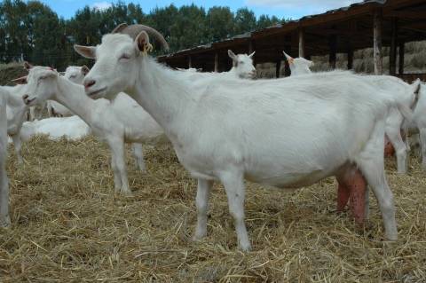 Сколько молока можно получить с козы: правила доения, увеличение количества удоев, особенности составления рациона