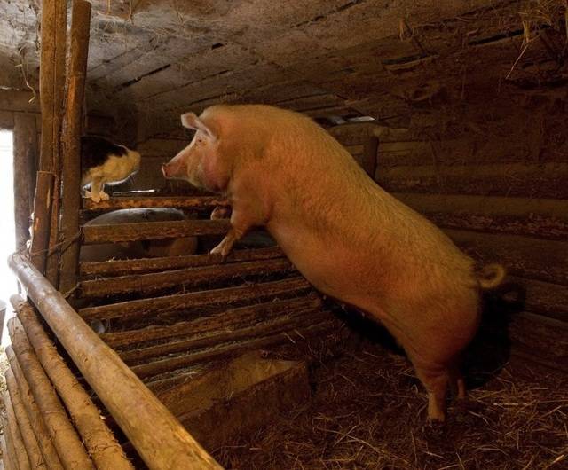 Как правильно зарезать свинью в домашних условиях