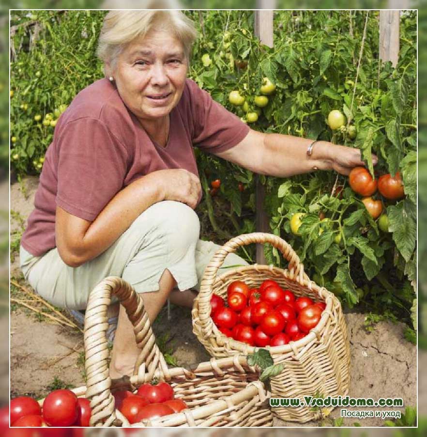 Удивительные томаты «розовый изюм»: описание сорта, урожайность, достоинства и недостатки