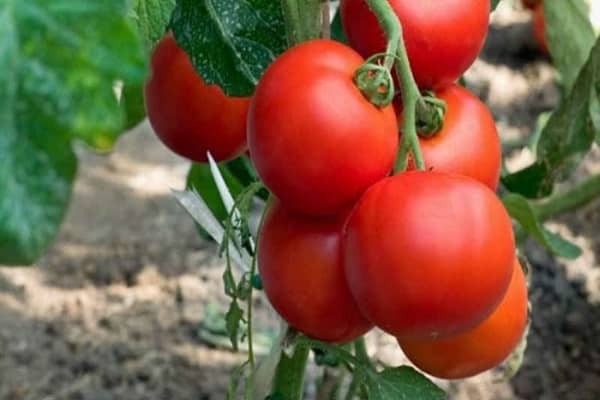 Обзор лучших сортов томатов для Саратовской области