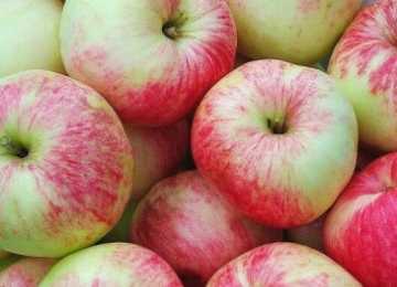 Сорт яблони россошанское полосатое: описание сорта, особенности выращивания, фото