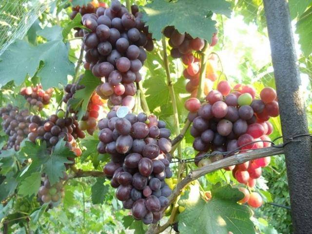 Виноград низина – урожайный гибрид