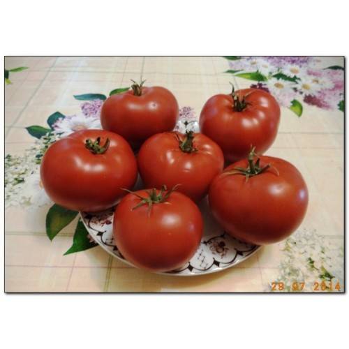 Описание и особенност выращивания томатного дерева цифомандра