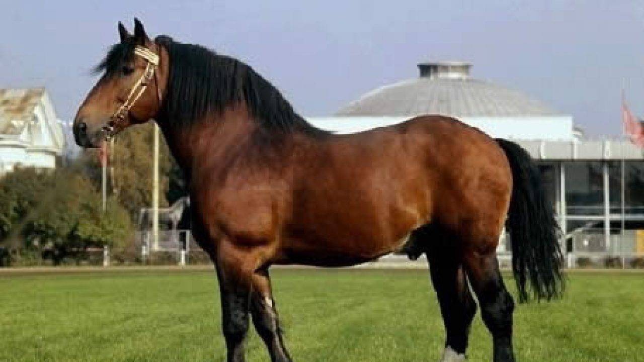 Донская лошадь: особенности разведения и ухода