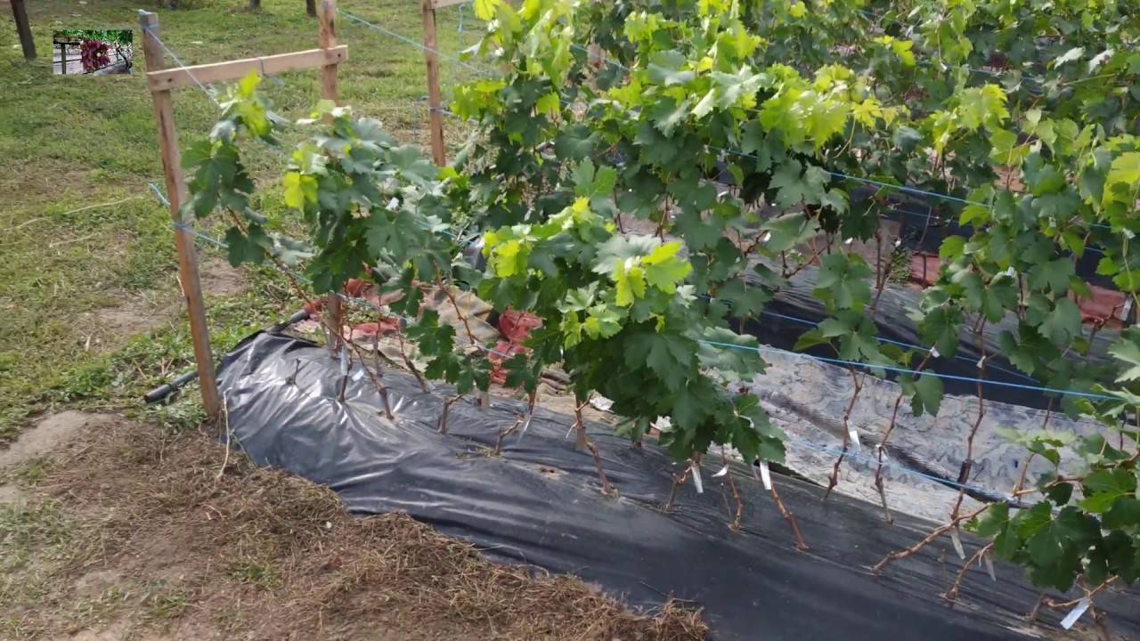 Особенности выращивания раннего столового винограда забава
