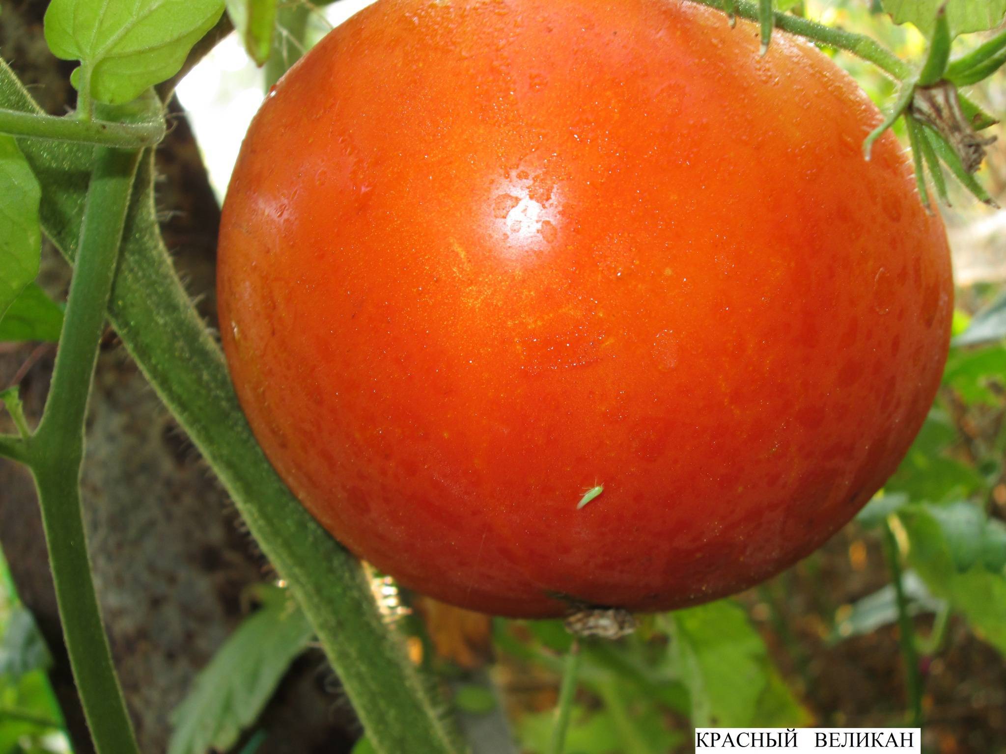Описание сорта томата детская радость и его характеристики