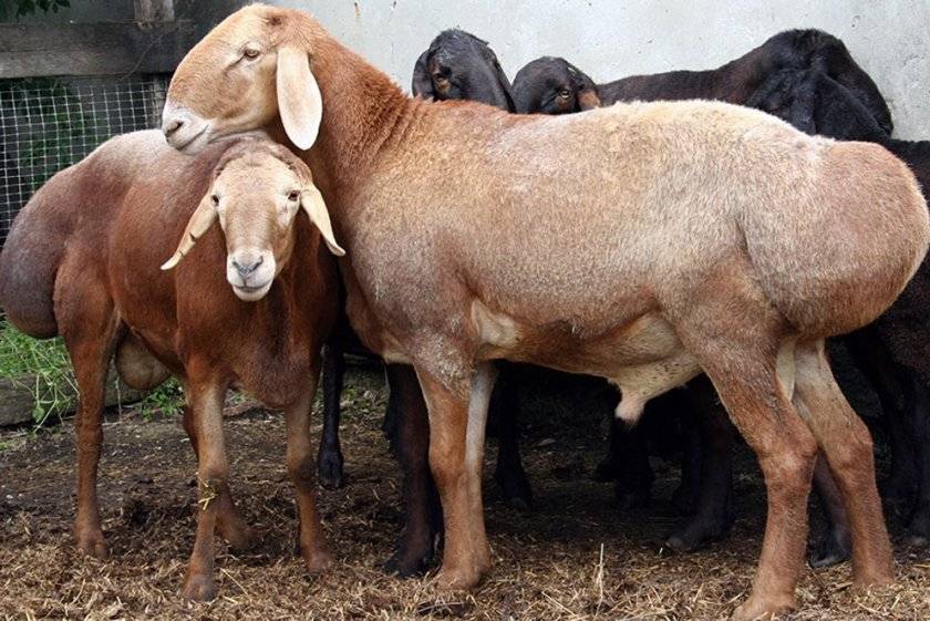 Курдючные овцы: описание и особенности разведения породы