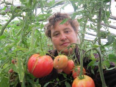 Метод от бабушки: как подкормить помидоры дрожжами в теплице