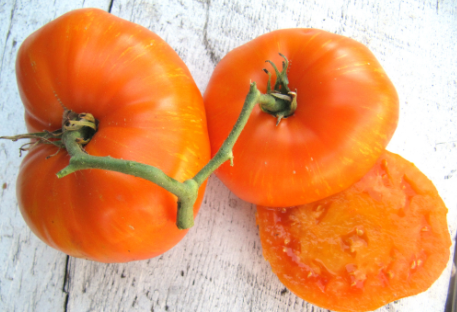 Набирающий популярность среди дачников томат «лель»