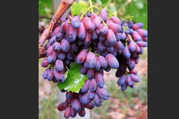 Описание и характеристики винограда сорта Красотка, сроки созревания и уход