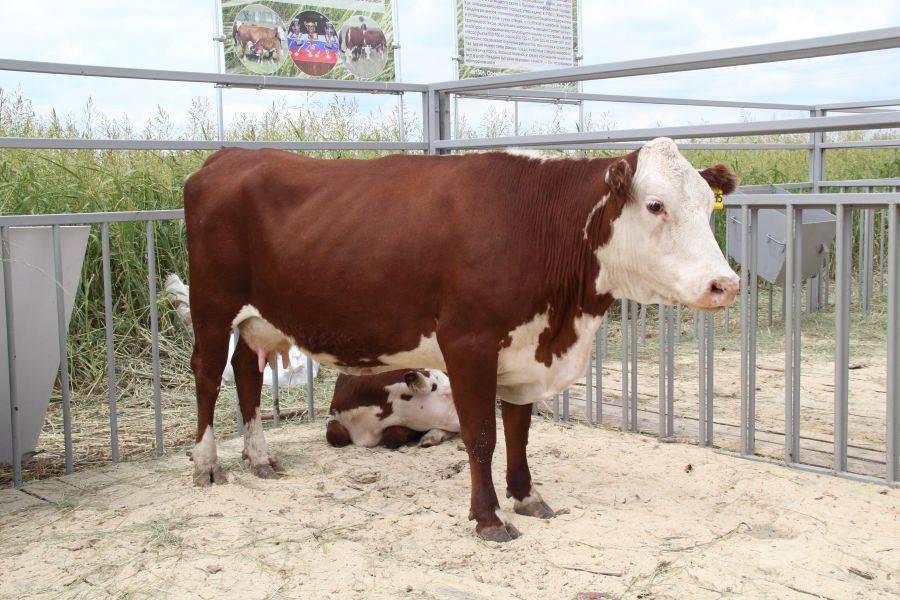 Что представляет собой казахская белоголовая порода коров