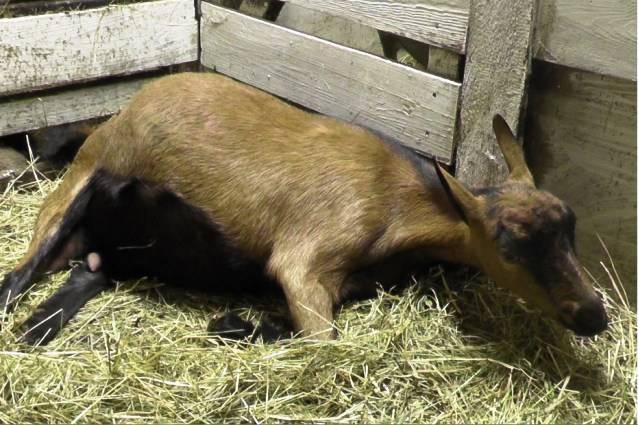 Как можно определить беременность козы в домашних условиях: основные предвестники