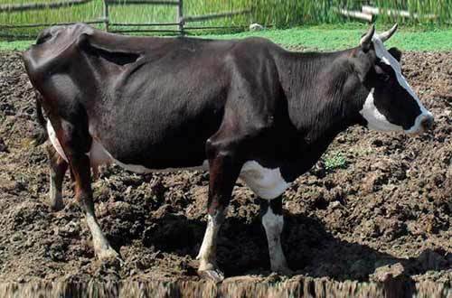 Голландская порода коров: характеристики, содержание и продуктивность