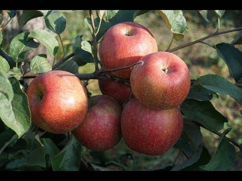 Описание и характеристики сорта яблонь слава победителям, выращивание и уход