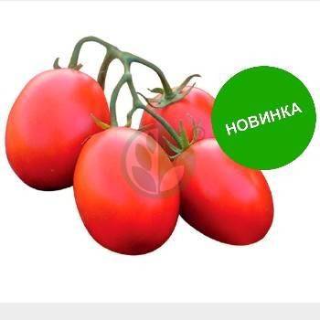 Помидор, томат, сорт солероссо f1