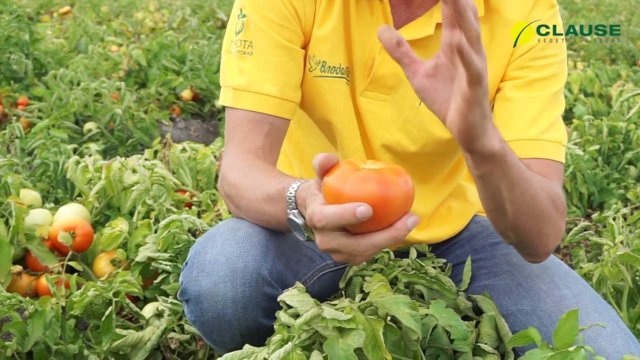 Как вырастить раннеспелый томат «ураган f1»: описание, фото и характеристика сорта