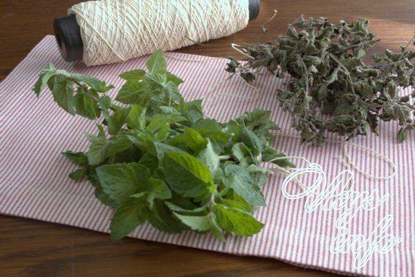 Сбор, хранение и применение сушеной мяты. польза и вред растения