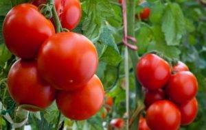 Характеристика и описание сорта томата Гигант красный, его урожайность