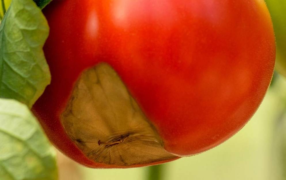 Как бороться с вершинной гнилью на помидорах