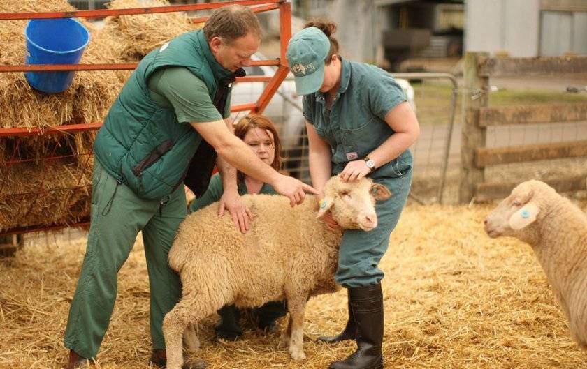Причины развития овцеводства в австралии и лучшие породы, размер поголовья