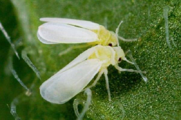 Белые мошки на огурцах: 3 вида насекомых и народные методы борьбы с ними
