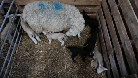 Сколько длится беременность у козы: сроки котности, первые признаки, уход во время беременности