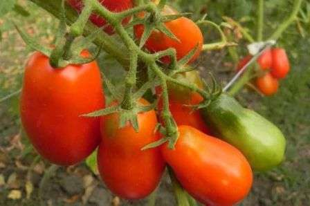 Выращивание томата французский гроздевой