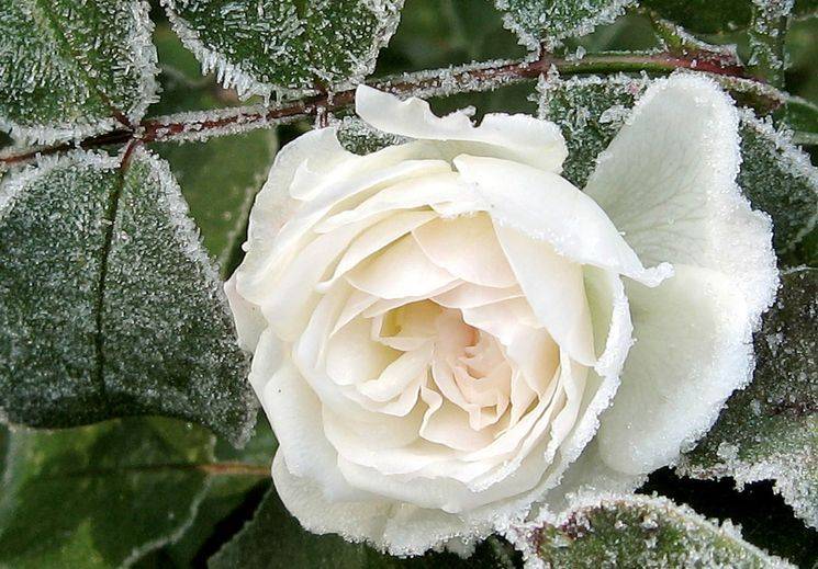 Как ухаживать за розами осенью, чтобы правильно подготовить к зиме