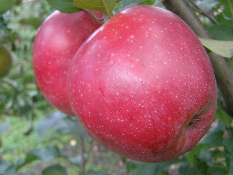Чёрный принц (ред джонапринц) — новый перспективный сорт яблони
