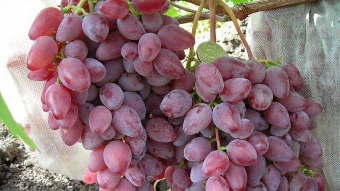 Что делать с виноградом в июле?