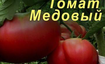 Томат балконное чудо — получаем помидоры не выходя из дома!