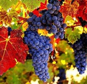 Хлороз винограда: причины и лечение железным купоросом, что делать