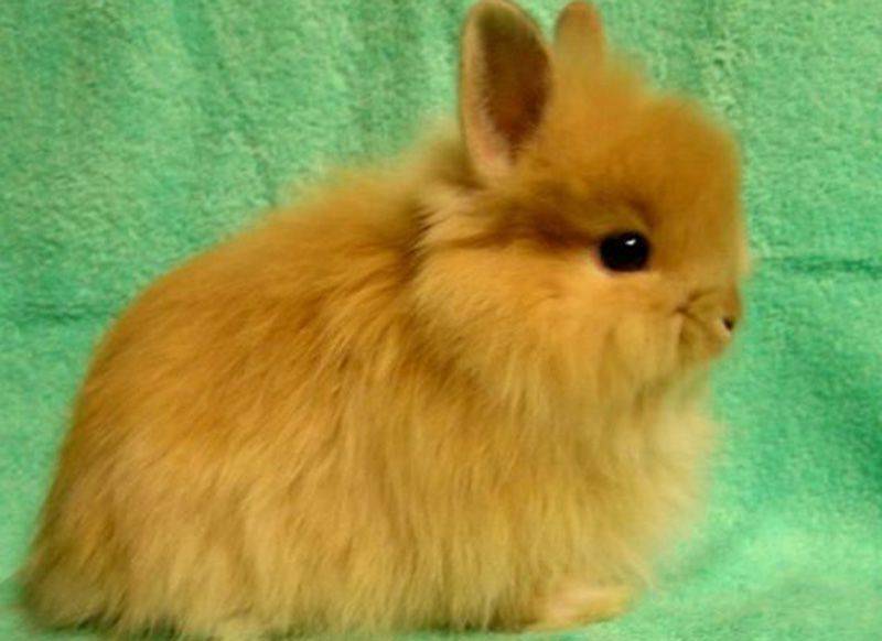 Декоративные кролики сколько живут. как долго живут декоративные кролики