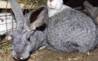 Признаки и лечение болезней у кроликов